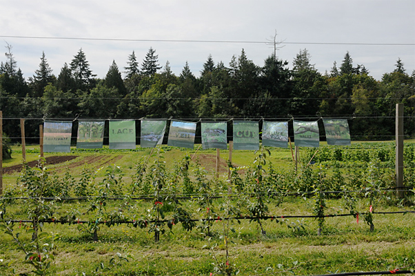 Prayer Flags - Prints on fabric of the various grass texts hung at the UBC Farm.