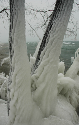 Ice-ing - The ice buildup on the trees reflects the sinuous form of the bark.