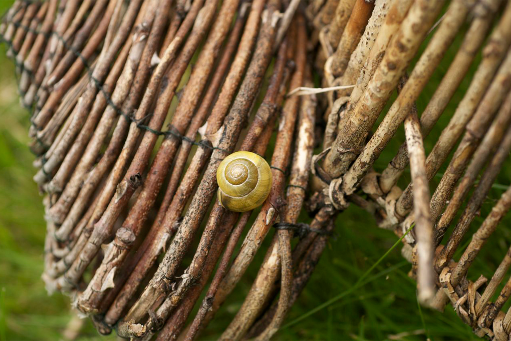 Slowly returning back to the earth, the willow branches of the bustier lose their vibrant colour while accommodating a snail.