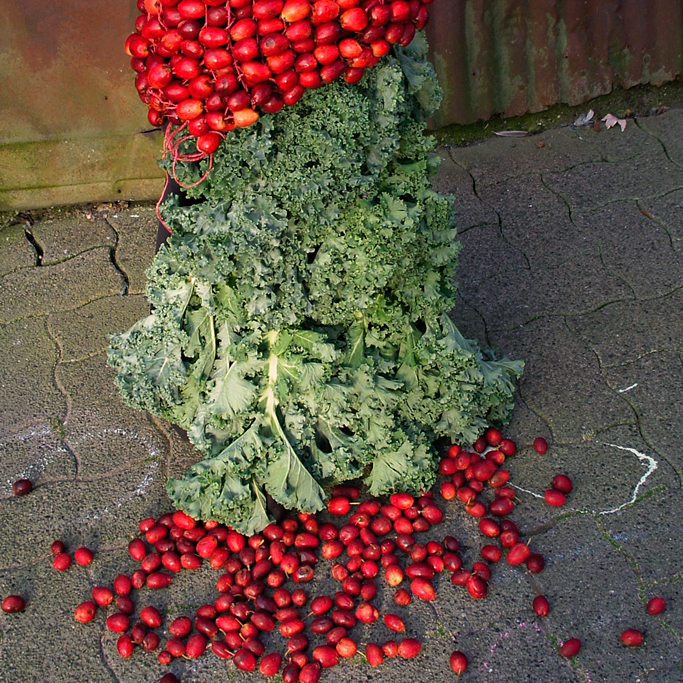 Detail of large Kale leaves and random Crab Apples on the ground.