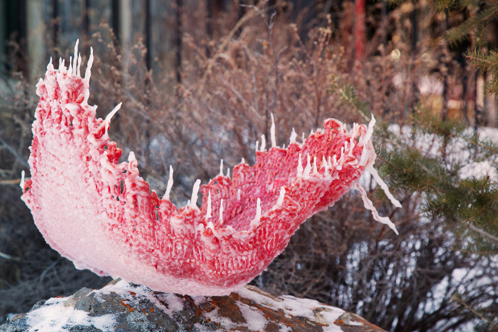 The icicles allude to the lobed edges of plants fringed by stiff hair-like protrusions or cilia, which mesh together and prevent large prey from escaping.