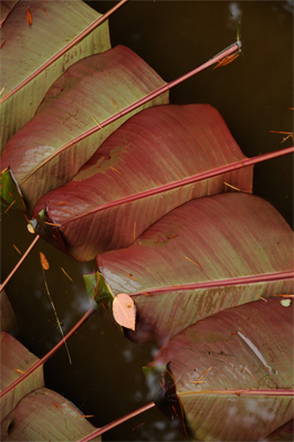 Canna detail. The underneath of the Canna leaf is a soft salmon color.